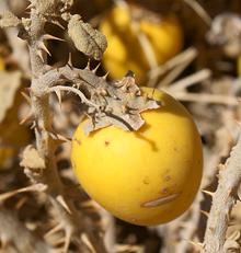 Ripe Thorn Apple on Plant