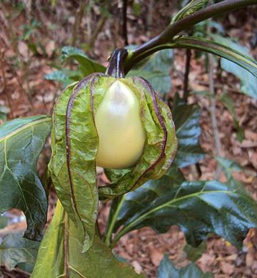 Vietnamese Eggplant Fruit on Plant