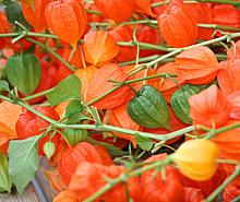 Physalis Pods