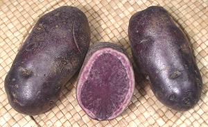 Violet potatoes