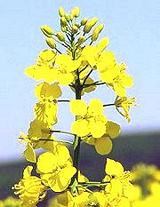 Canola Flowers