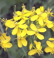 Canola Flowers