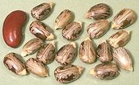 Castor Beans