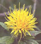 Safflower Flowers