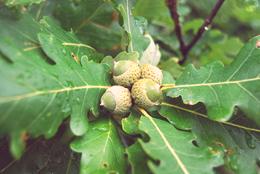 Oak Acorns and Leaves on Tree