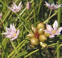 Flowers Canadian Onion