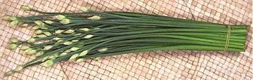 Bunch of Garlic Flower Stalks