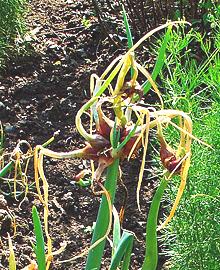 Bulblets of Tree Onion