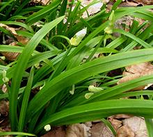 Flowering Few Flowered Leeks