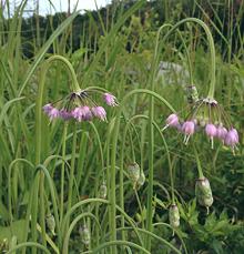 Flowering Nodding Onion Plants