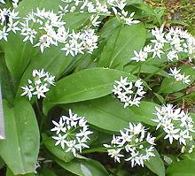 Flowering Ramsons Plants