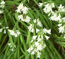 Flowering Three Cornered Leeks