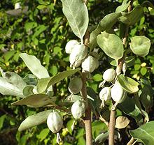 Foliage