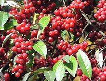 Berries on Branch