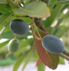 Fruit on Branch