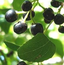 Cluster of Maqui Fruit