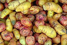 Oca tubers