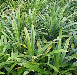 Live Pandanus Pants