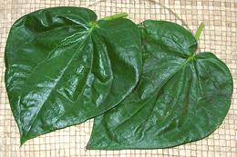 Green Betel Leaves