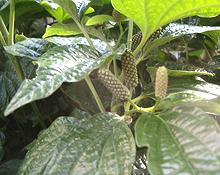 Thai Long Pepper Plant with Fruit