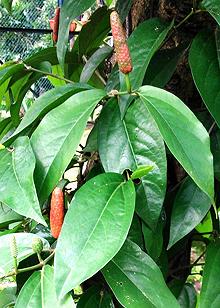 Javanese Long Pepper Vine