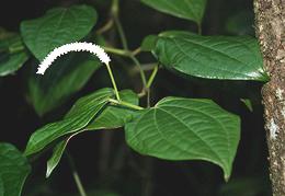 Live Ethiopian Long Pepper Plant