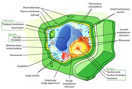 Plant Eukaryote Cell Structure