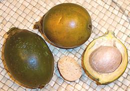 Areca Palm Fruit