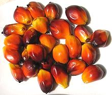 Oil Palm Fruit