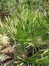 Saw Palmetto Trees