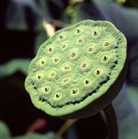 lotus pod skin disease