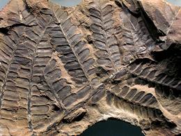 Seed Fern Fossil