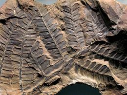 Seed Fern Fossil