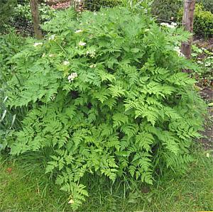 Live Chervil Bush