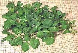 Cilantro Leafy Fronds