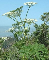 Live Cow Parsnip plant