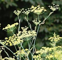 Fennel Flower Heads