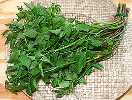 Bundled Water Dropwort Fronds