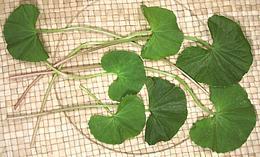 Pennywort Stems & Leaves