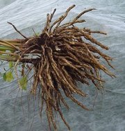 Skirret Roots