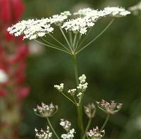 Yampa Flower heads