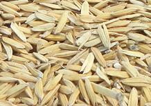 Paddy Rice Grains