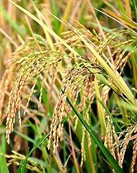 Rice Seed Heads