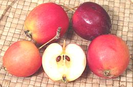 Crab Apples, whole and cut