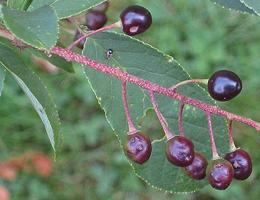 Mahleb Cherries on branch with leaves