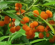 Branches with Fruit