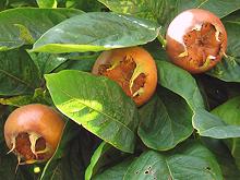 Medlar Fruit on Tree