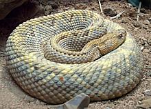 Live Rattlesnake