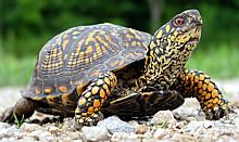 Live Box Turtle