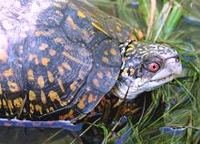 Live Box Turtle